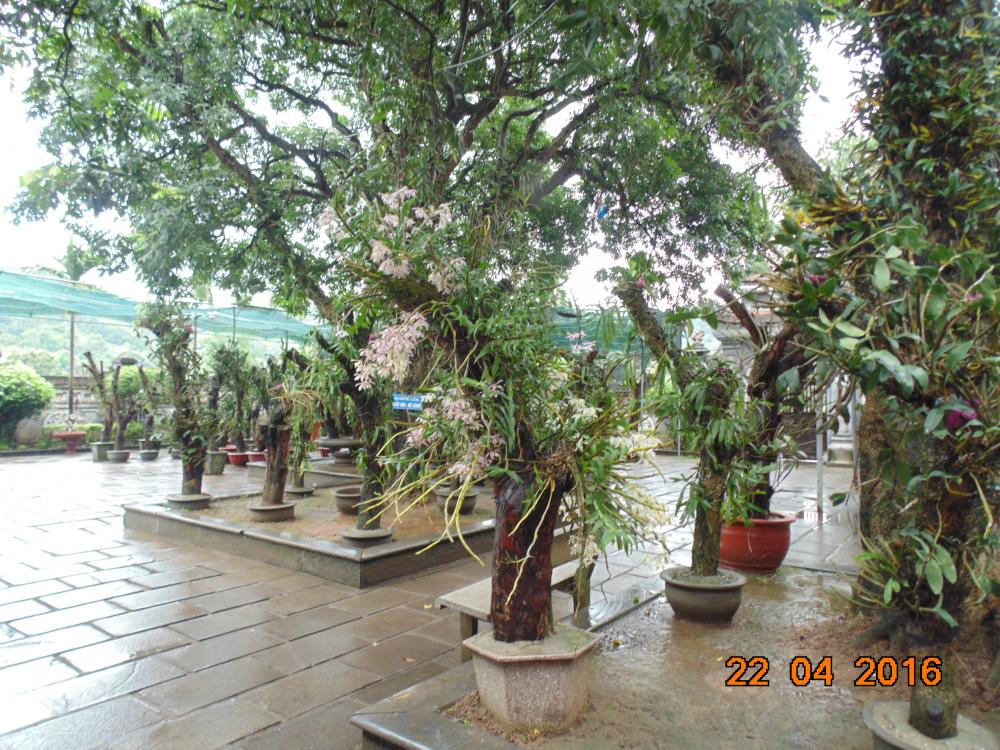 VỀ LẠI CÔN SƠN