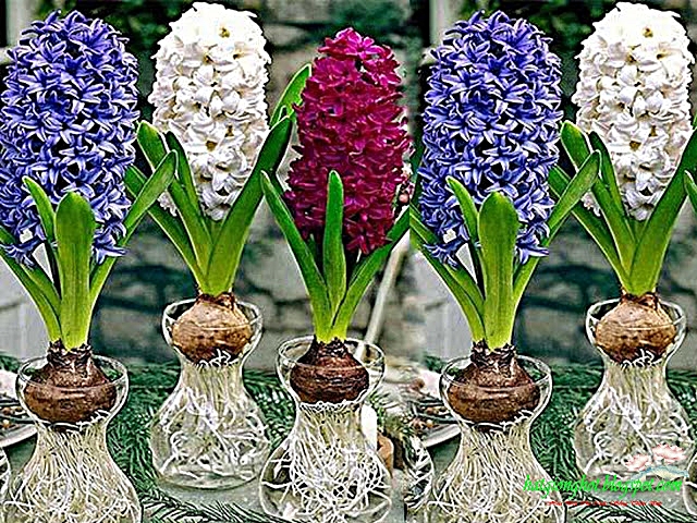 DANH SÁCH CÁC LOẠI CÂY CẢNH CHỨA CHẤT ĐỘC DANH SÁCH CÁC LOẠI CÂY CẢNH CHỨA CHẤT ĐỘC