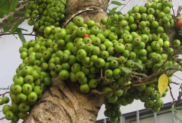 LỰA CHỌN NÀO CỦA CHÍNH SÁCH TIỀN TỆ 2017? LỰA CHỌN NÀO CỦA CHÍNH SÁCH TIỀN TỆ 2017?