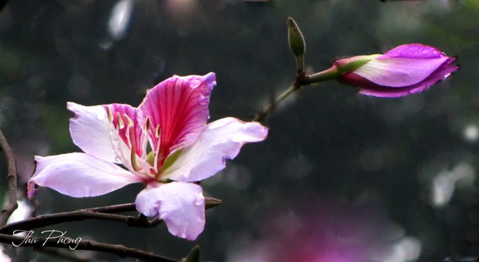 TỰA VÀO XUÂN TỰA VÀO XUÂN