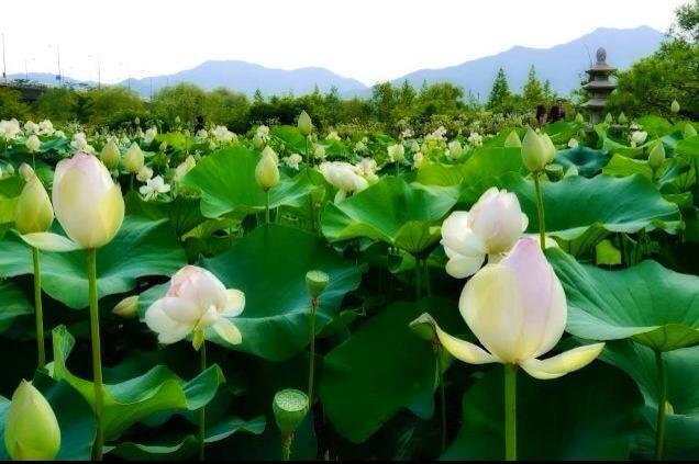 LỜI HẸN TÂY HỒ