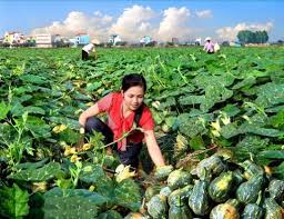 ƯU TIÊN PHÁT TRIỂN NÔNG NGHIỆP CÔNG NGHỆ CAO, THỰC PHẨM SẠCH, AN TOÀN