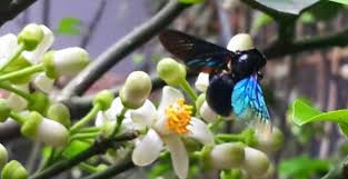 VỀ TUỔI TRĂNG RẰM VỀ TUỔI TRĂNG RẰM