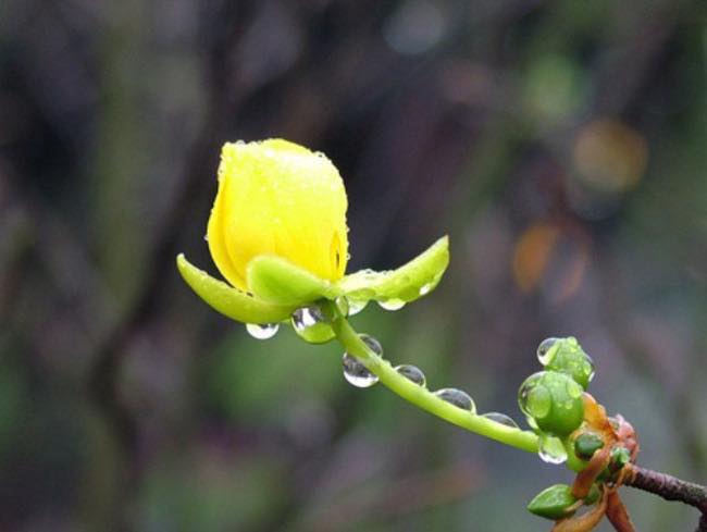 KHE KHẼ RÉT NÀNG BÂN KHE KHẼ RÉT NÀNG BÂN