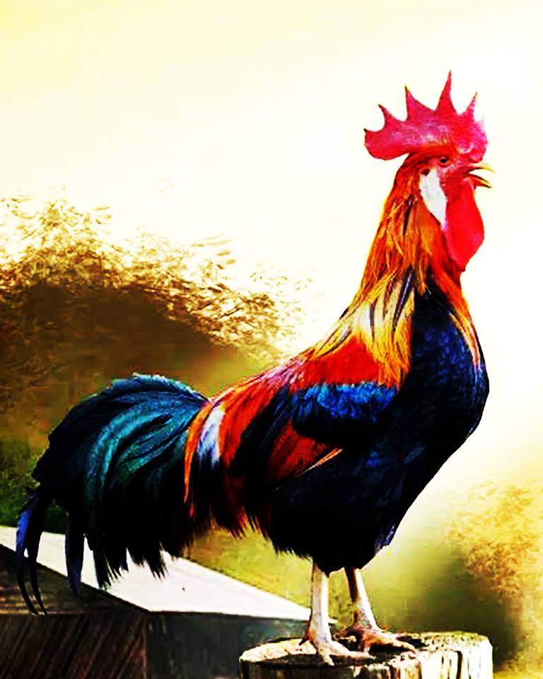 KHÁNG SINH SỬ DỤNG TRONG CHĂN NUÔI TAI HỌA RÌNH RẬP CỘNG ĐỒNG KHÁNG SINH SỬ DỤNG TRONG CHĂN NUÔI TAI HỌA RÌNH RẬP CỘNG ĐỒNG
